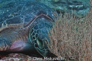 ssshhhh....I'm sleeping by Chris Miskavitch 